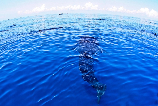  加勒比海的鲸鲨 